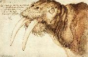 Durer Walrus