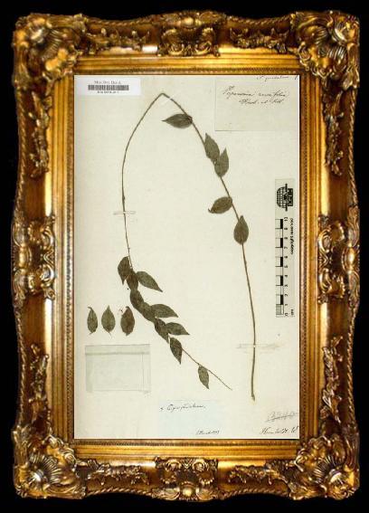 framed  Alexander von Humboldt Herbarium, ta009-2