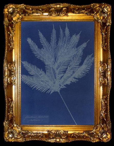 framed  Anna Atkins Gleichenia flabellata, ta009-2