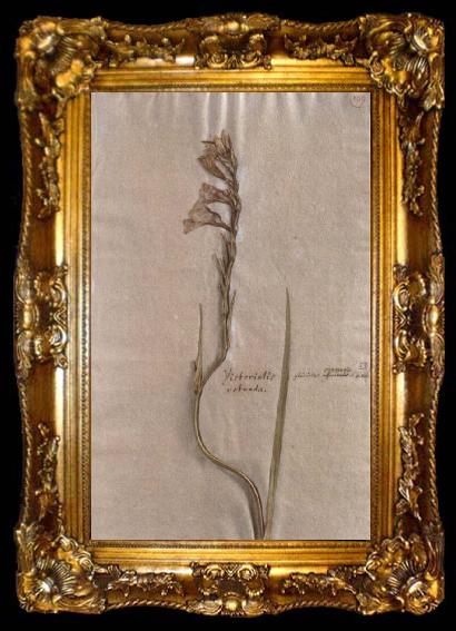 framed  Johann Wolfgang von Goethe Herbarium sheet, ta009-2