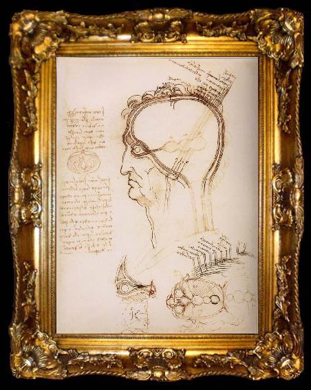 framed  LEONARDO da Vinci Anatomical study of the brain and the scalp, ta009-2