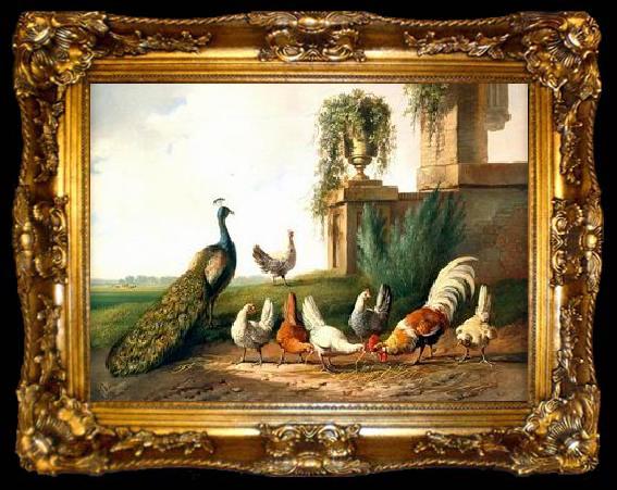 framed  unknow artist Cocks and  Peafowl 060, ta009-2