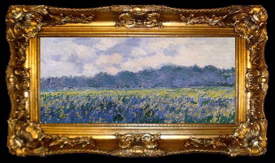 framed  Claude Monet Field of Irses at Giverny, ta009-2