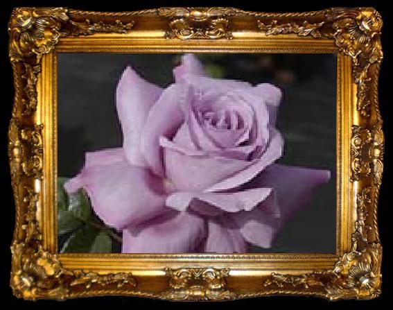 framed  unknow artist Realistic Violet Rose, ta009-2