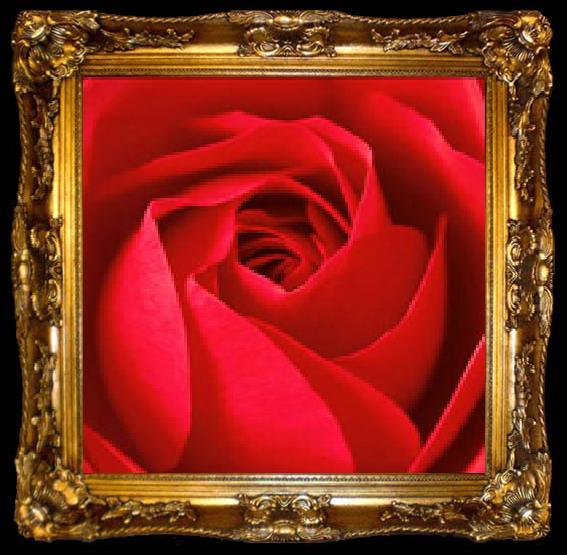 framed  unknow artist Red Rose, ta009-2