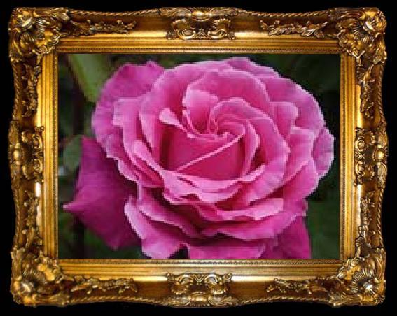 framed  unknow artist Realistic Purple Rose, ta009-2