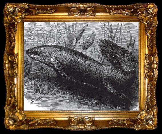 framed  jonathan miller austrakusk lungfisk, ta009-2